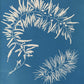 Sargassum plumosum by Anna Atkins