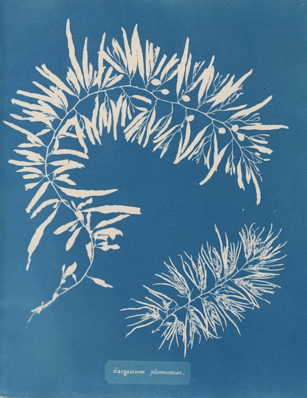 Sargassum plumosum by Anna Atkins