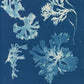 Rhodomenia laciniata by Anna Atkins