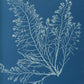 Cystoseira granulata by Anna Atkins