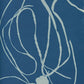 Himanthalia lorea by Anna Atkins