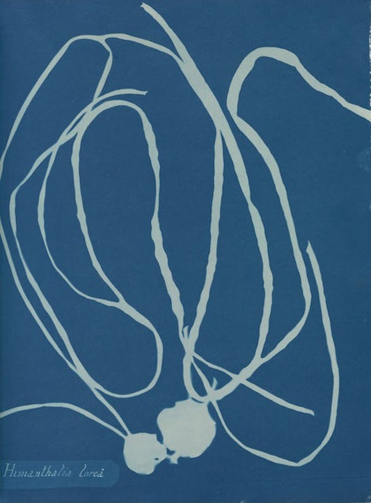 Himanthalia lorea by Anna Atkins