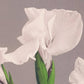 White Irises by Ogawa Kazumasa