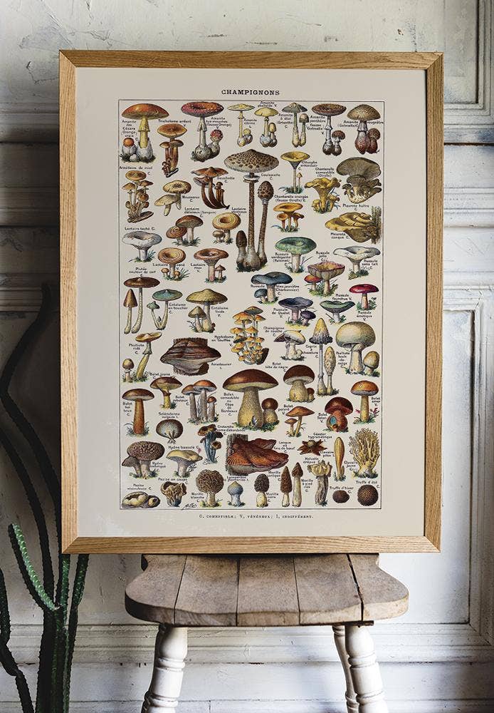 Vintage Mushrooms Print II - Botanical Art by Adolphe Millot