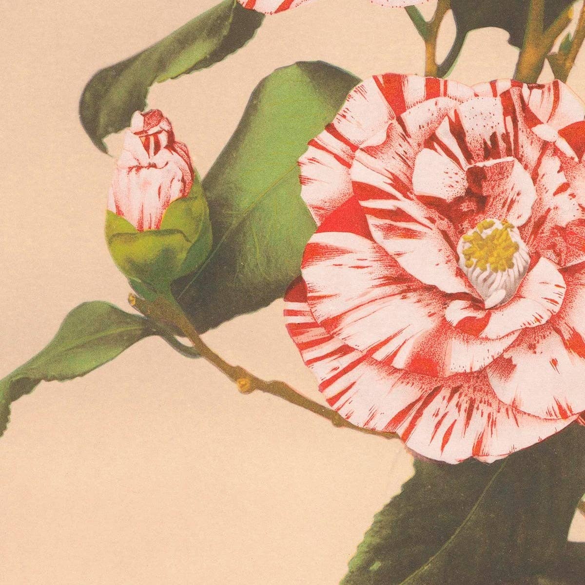 Striped Camellias by Ogawa Kazumasa