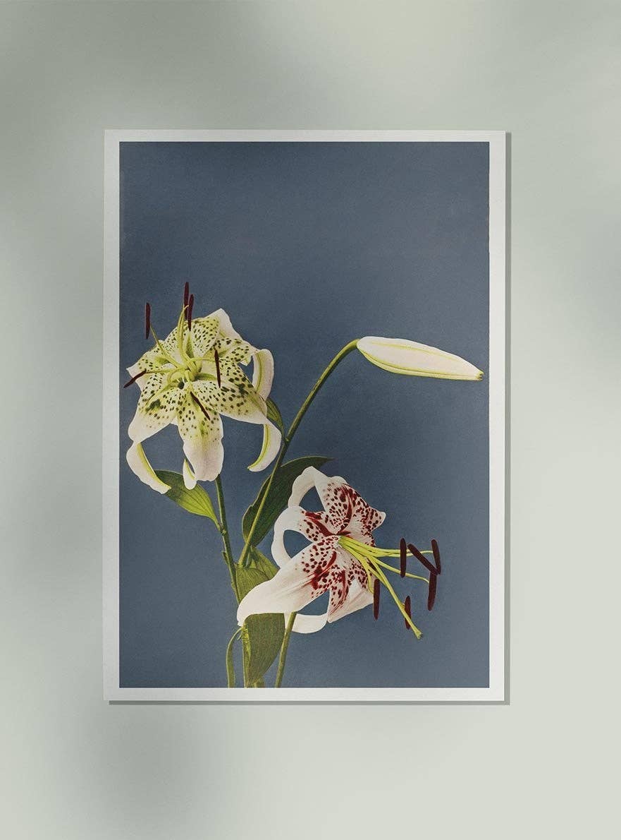 Lilies Collotype by Kazumasa Ogawa