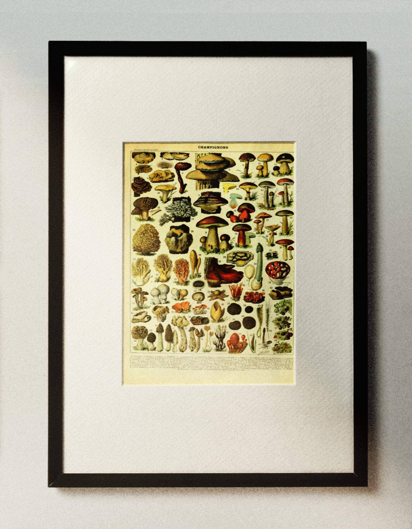 Vintage Mushrooms Print I - Botanical Art by Adolphe Millot