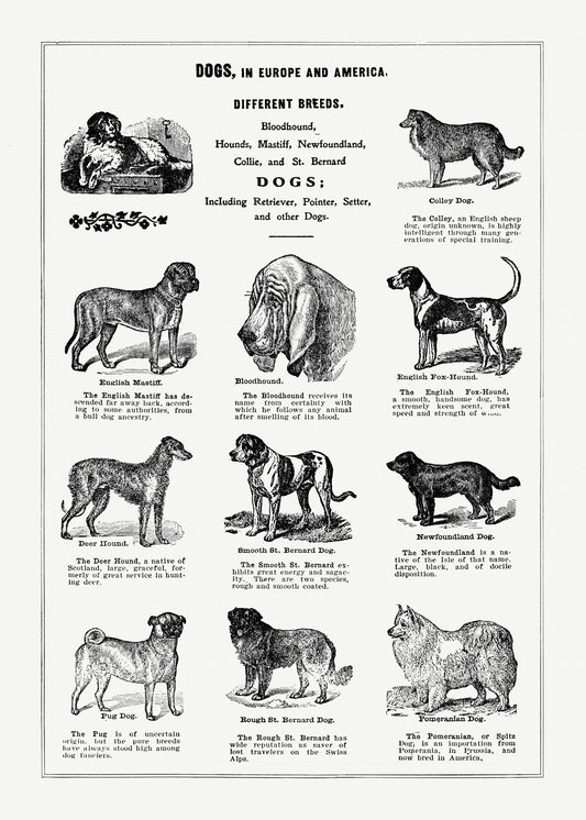 Póster de razas de perros II de La puerta abierta a la independencia (1915) de Thomas E. Hill