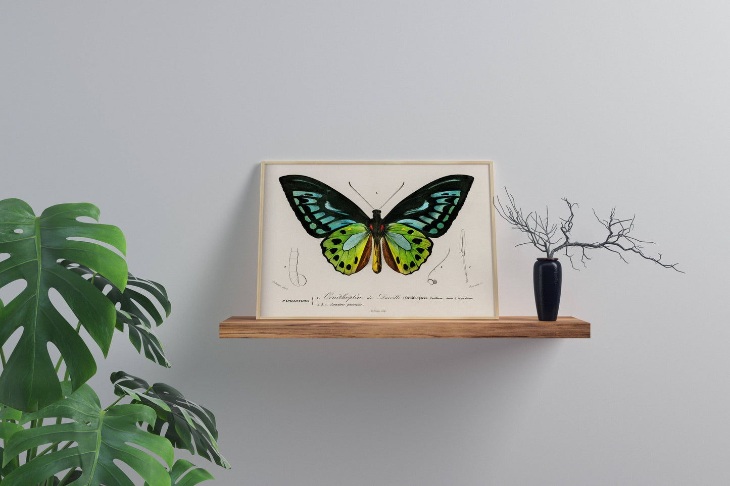 Vintage Butterfly Print