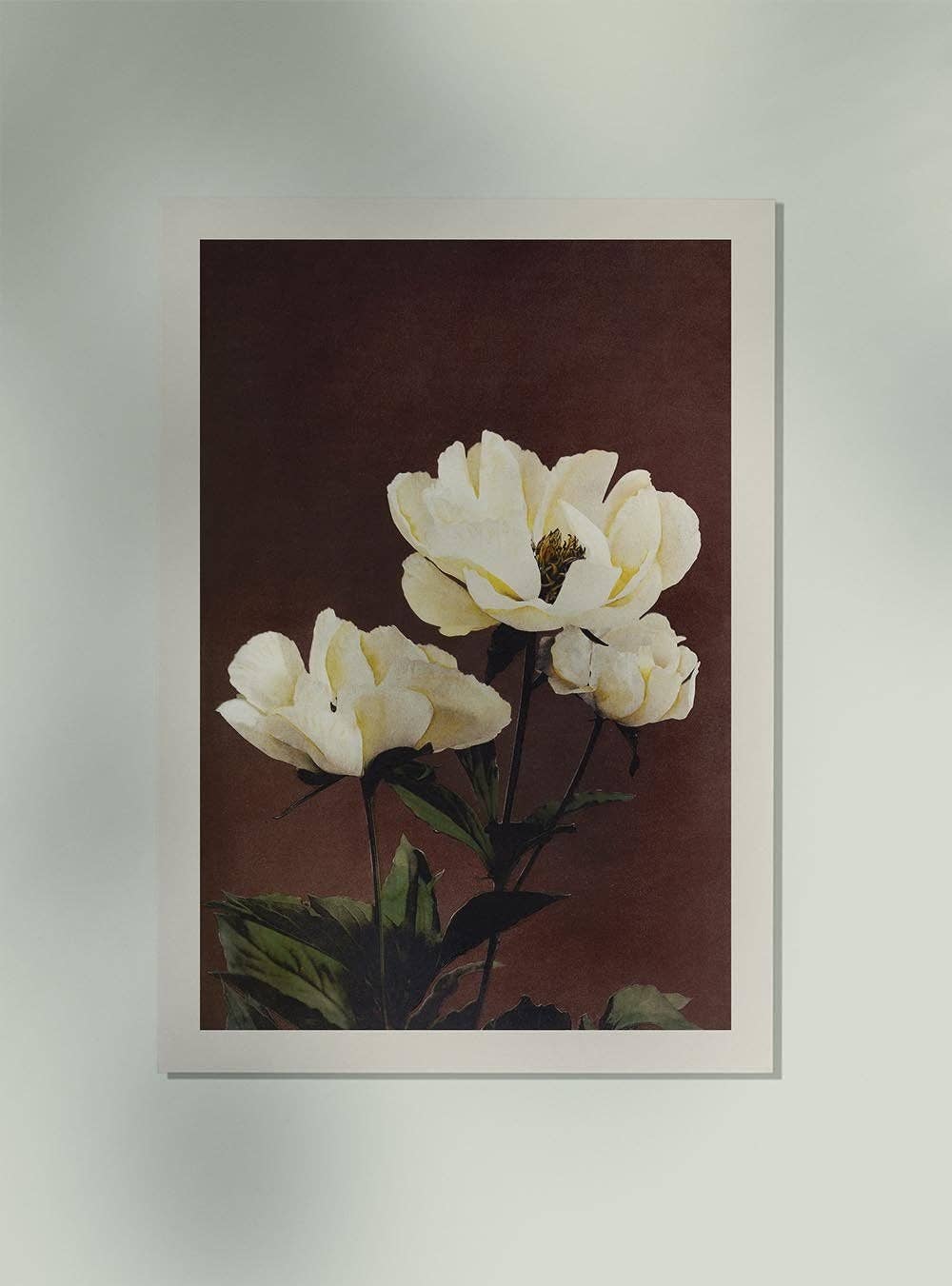 Hærdaceous Peony II by Ogawa Kazumasa