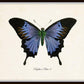 Set of 9 Vintage Butterfly Art Prints