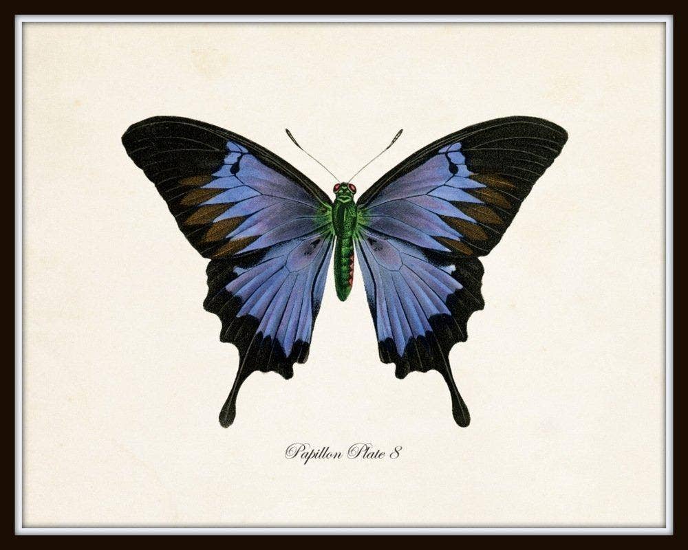 Set of 9 Vintage Butterfly Art Prints