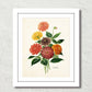 Antique Botancial French Dahlias Giclee Art Print