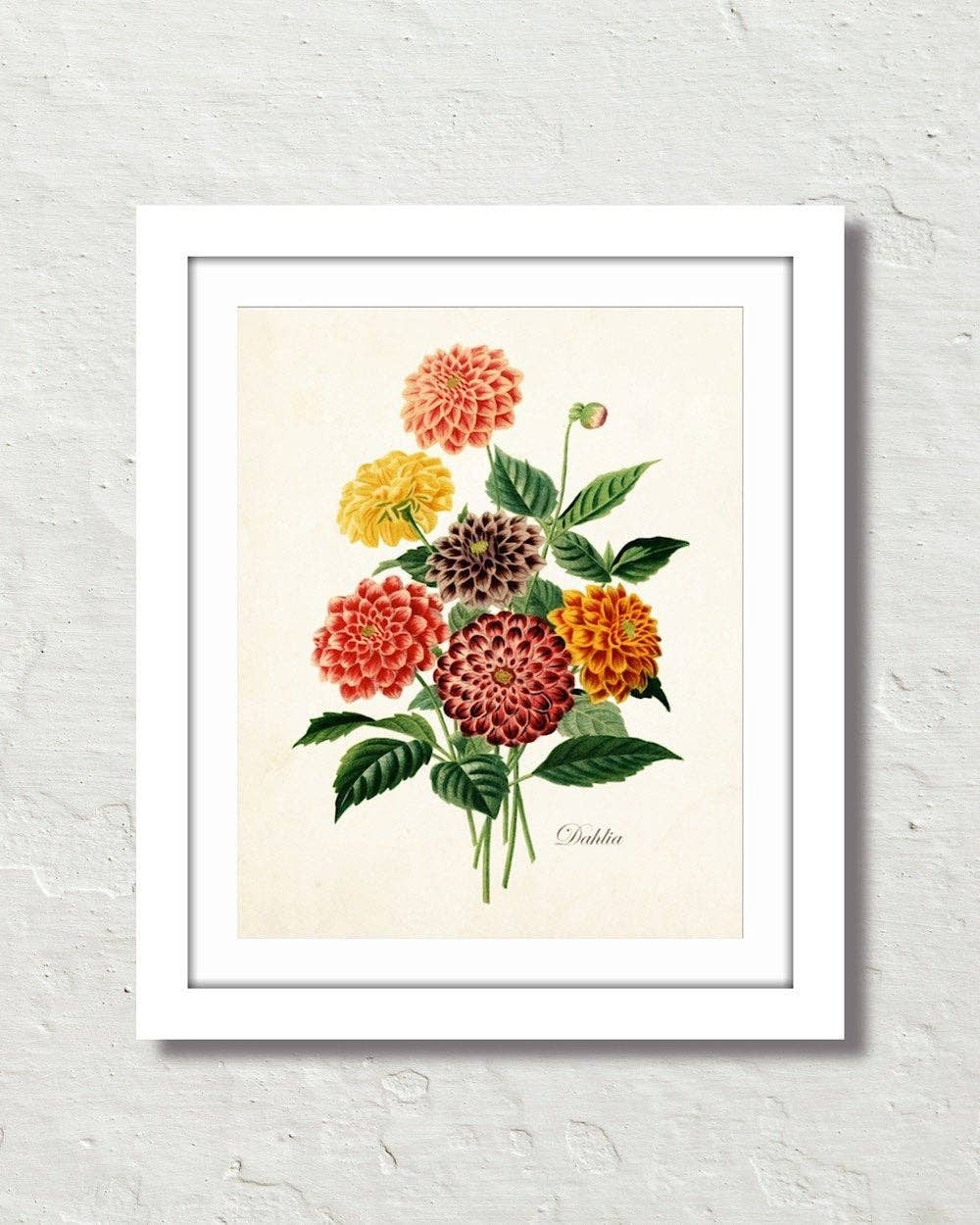 Antique Botancial French Dahlias Giclee Art Print