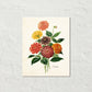 Antique Botancial French Dahlias Giclee Art Print