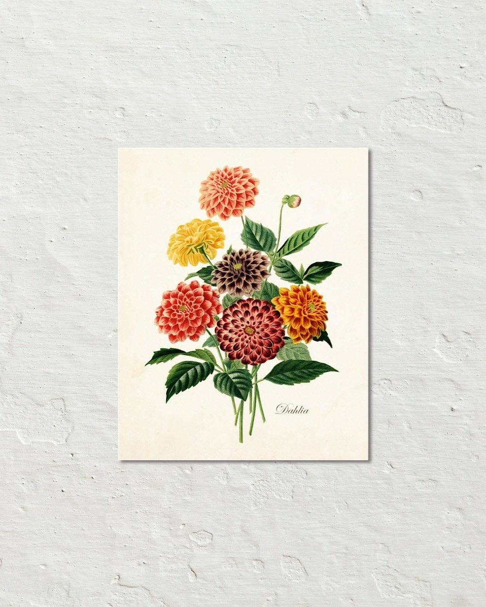 Antique Botancial French Dahlias Giclee Art Print