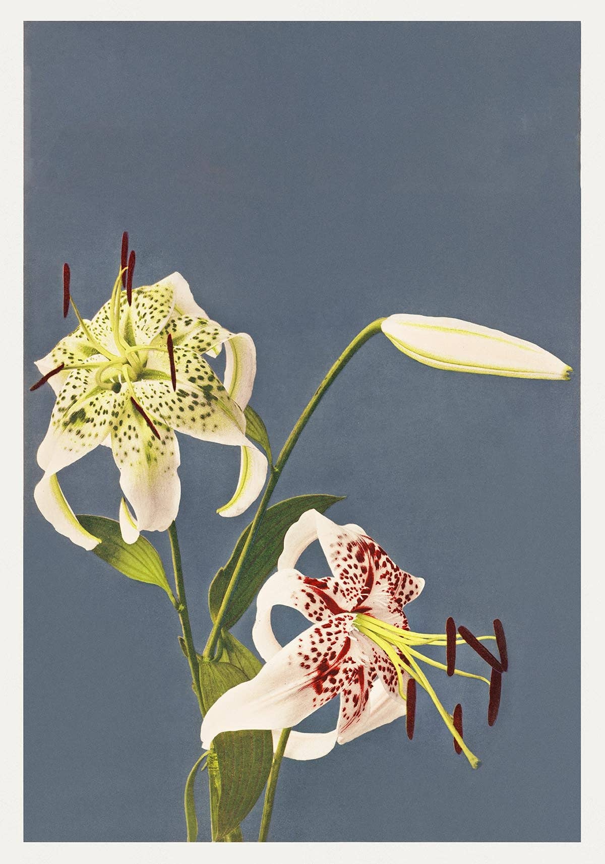 Lilies Collotype by Kazumasa Ogawa