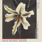 White Lily in the Dark Exhibition Poster by Ogawa Kazumasa