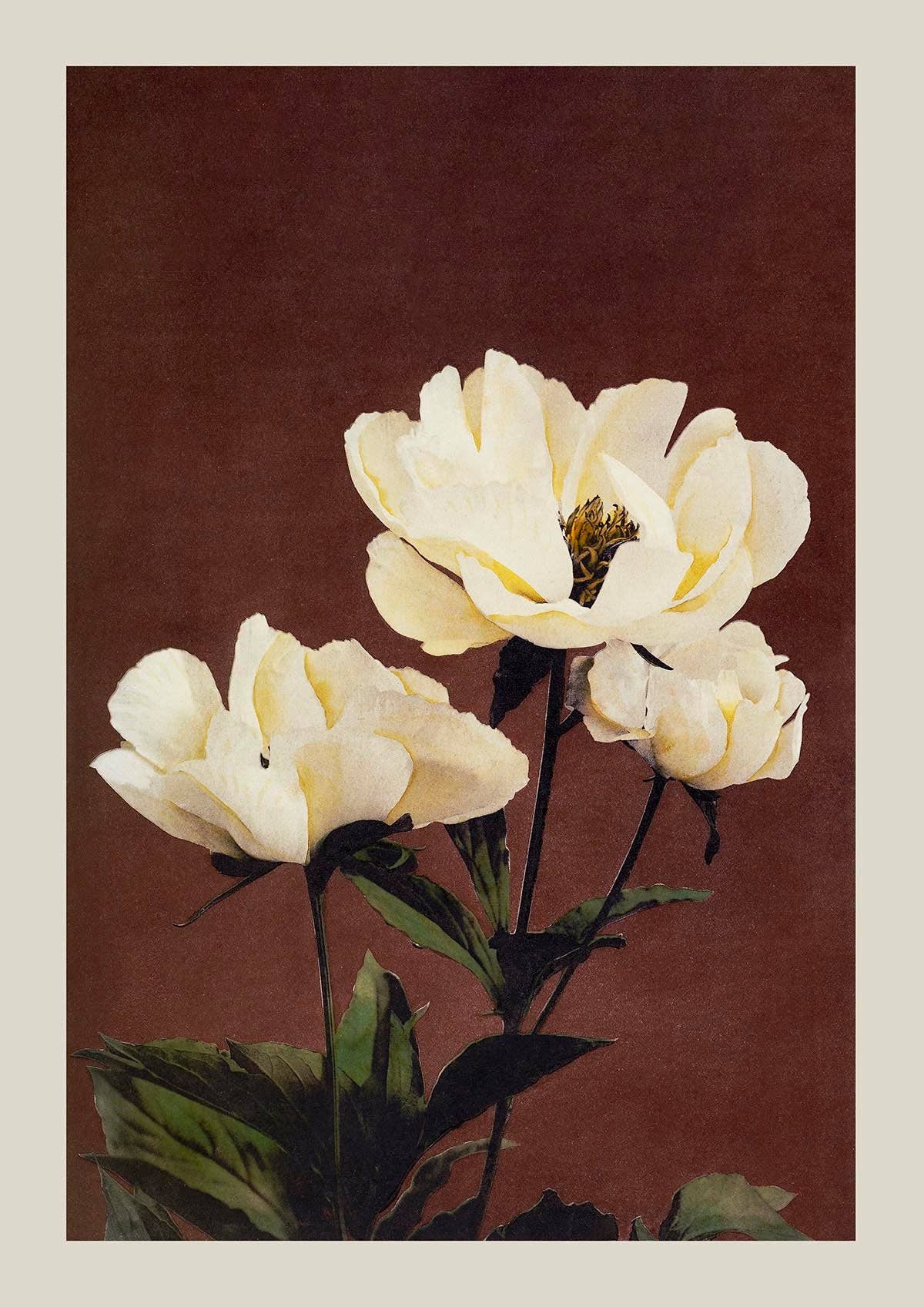 Hærdaceous Peony II by Ogawa Kazumasa