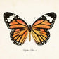 Set of 9 Vintage Butterfly Art Prints