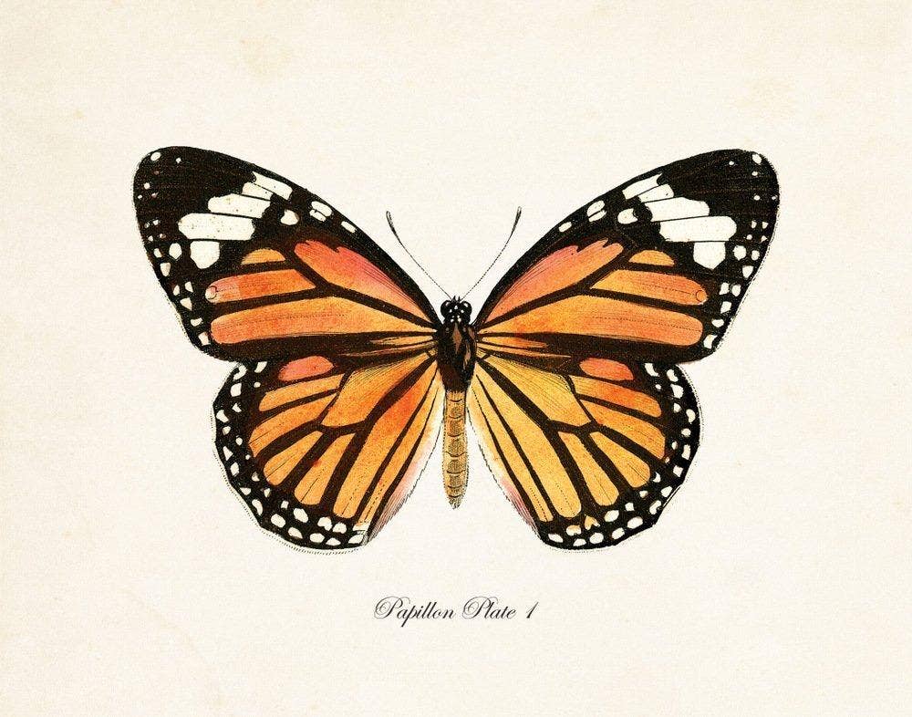 Set of 9 Vintage Butterfly Art Prints