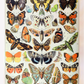 Vintage Butterfly Print I (Papillons A) by Adolphe Millot