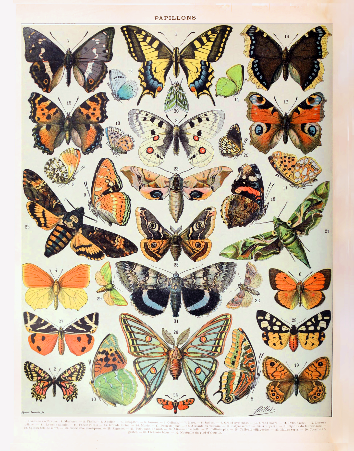 Vintage Butterfly Print I (Papillons A) by Adolphe Millot