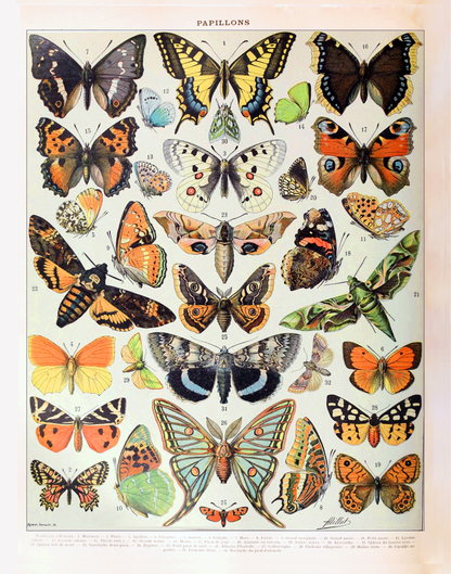 Impresión de mariposa vintage I (Papillons A) de Adolphe Millot