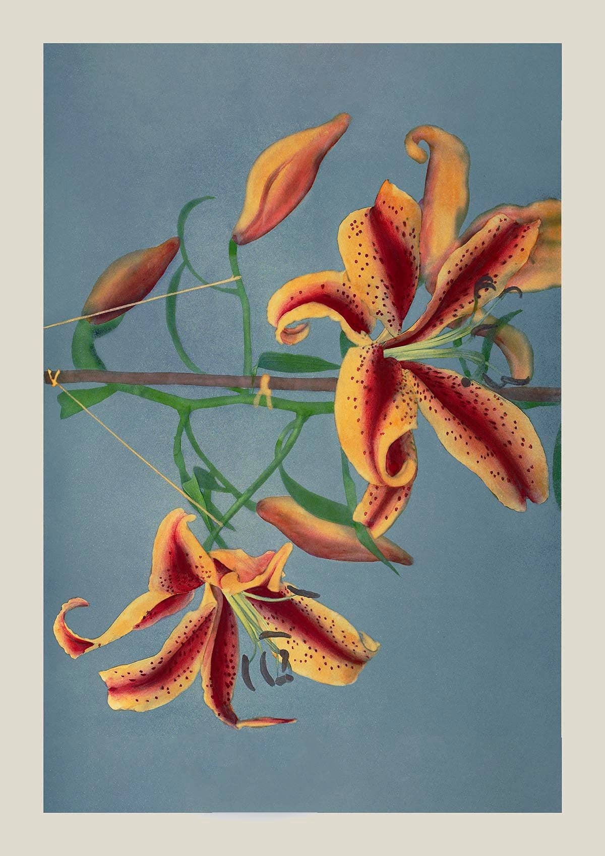 Orange Lily by Ogawa Kazumasa