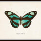 Set of 9 Vintage Butterfly Art Prints