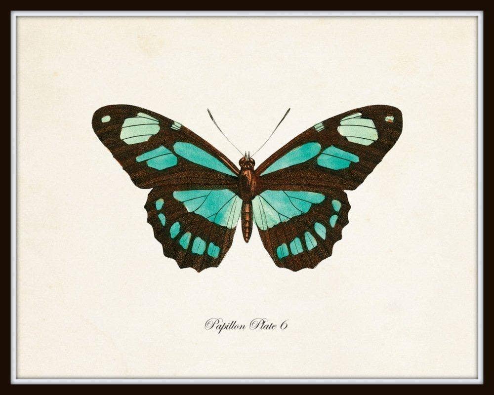 Set of 9 Vintage Butterfly Art Prints