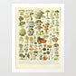 Vintage Mushrooms Print I - Botanical Art by Adolphe Millot