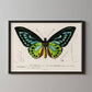 Vintage Butterfly Print