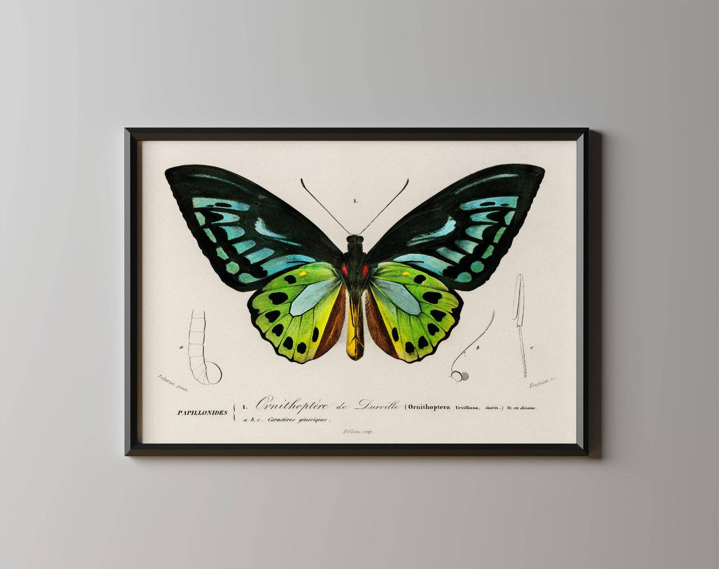 Vintage Butterfly Print