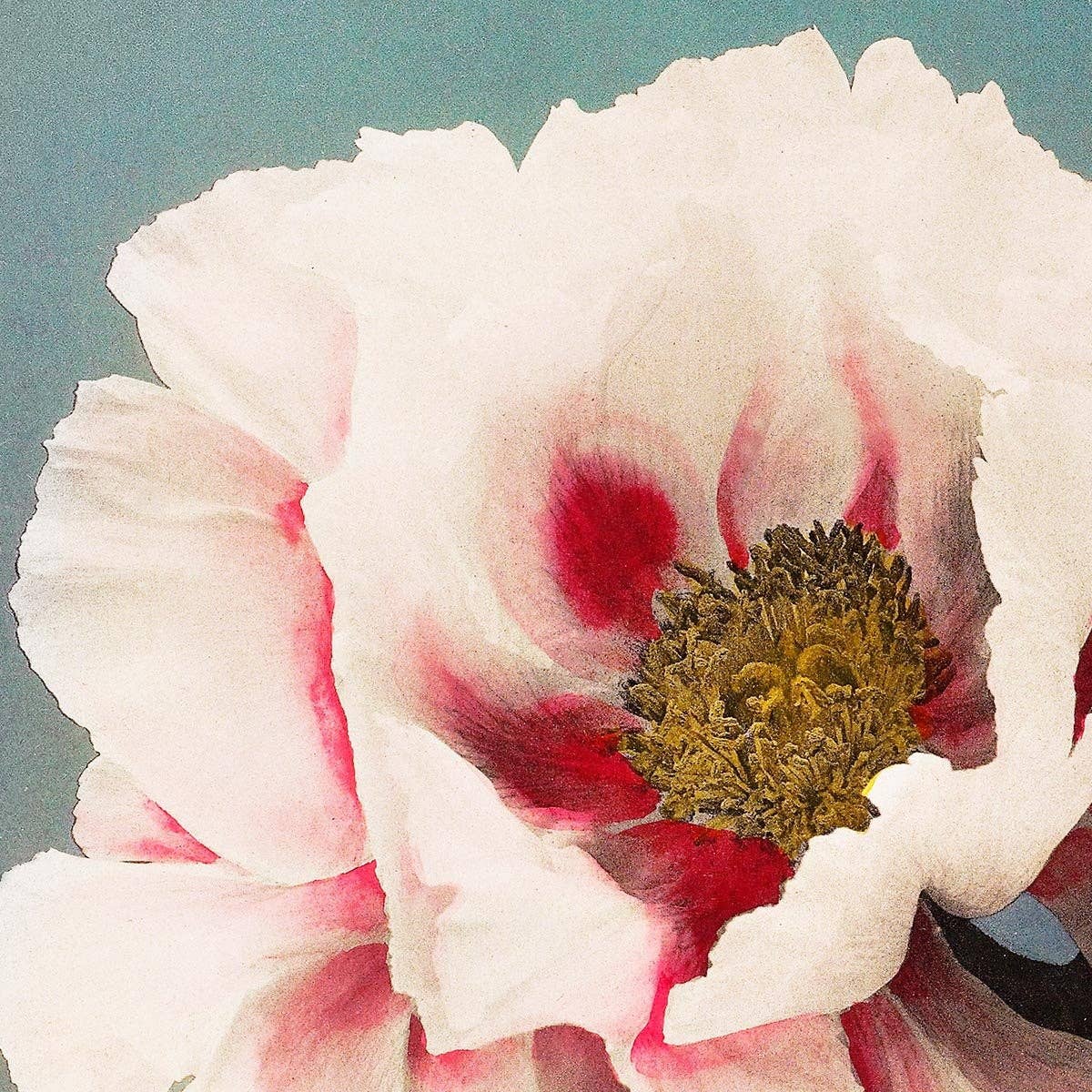 Tree Peony by Ogawa Kazumasa