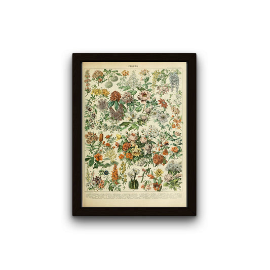 Fleurs C (póster de flores francesas III) de Adolphe Millot