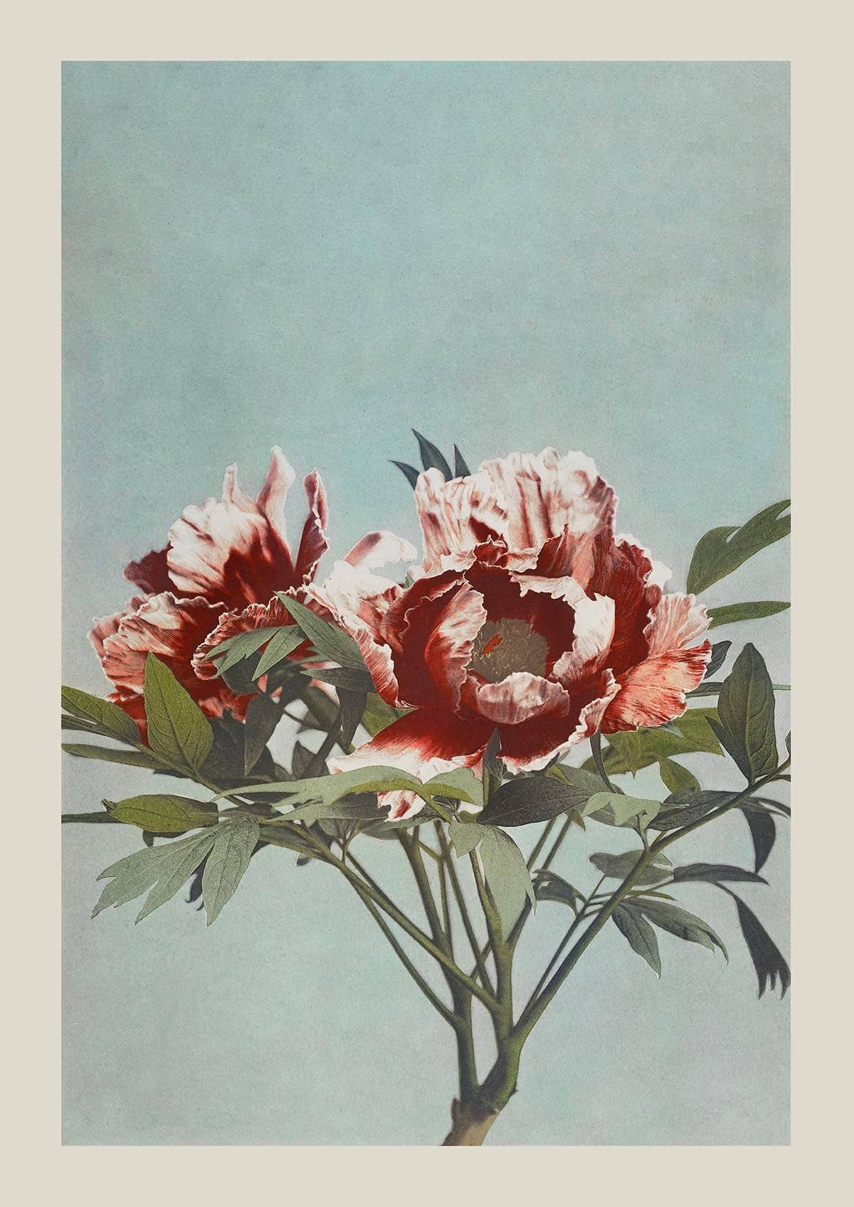 Tree Red Peony by Ogawa Kazumasa