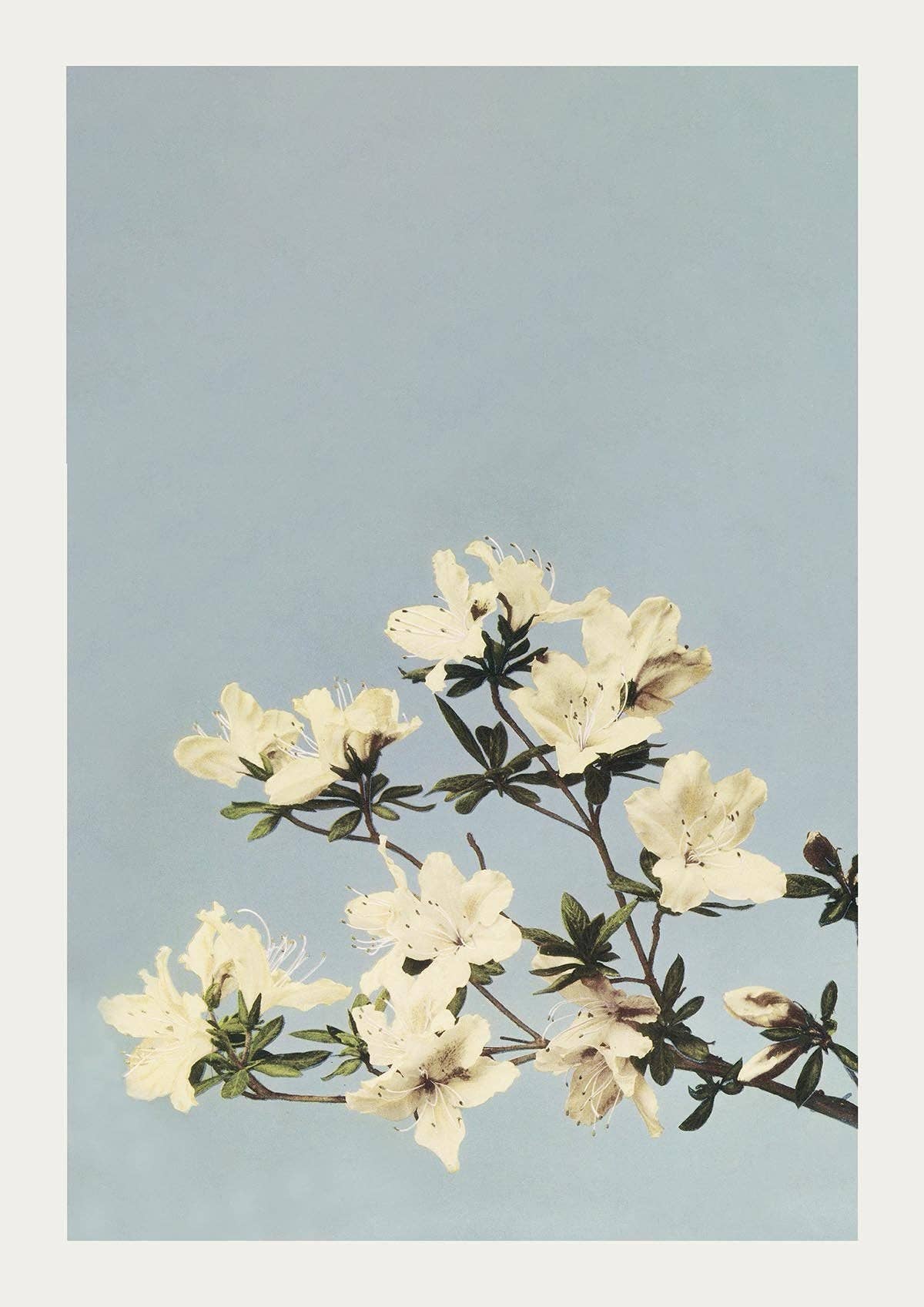 Japanese Azaleas by Ogawa Kazumasa