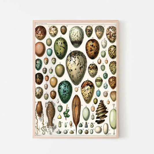 Vintage Egg Print, Adolphe Millot from Larousse Encyclopedia