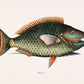 Parrot Fish (Psittacus Piscis Viridis), 1754, by Mark Catesby