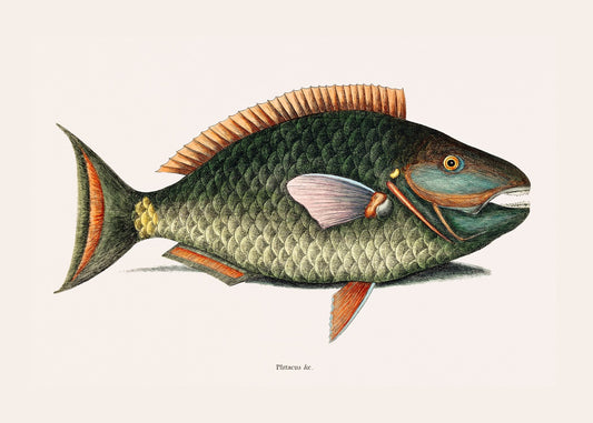 Pez loro (Psittacus Piscis Viridis), 1754, por Mark Catesby 