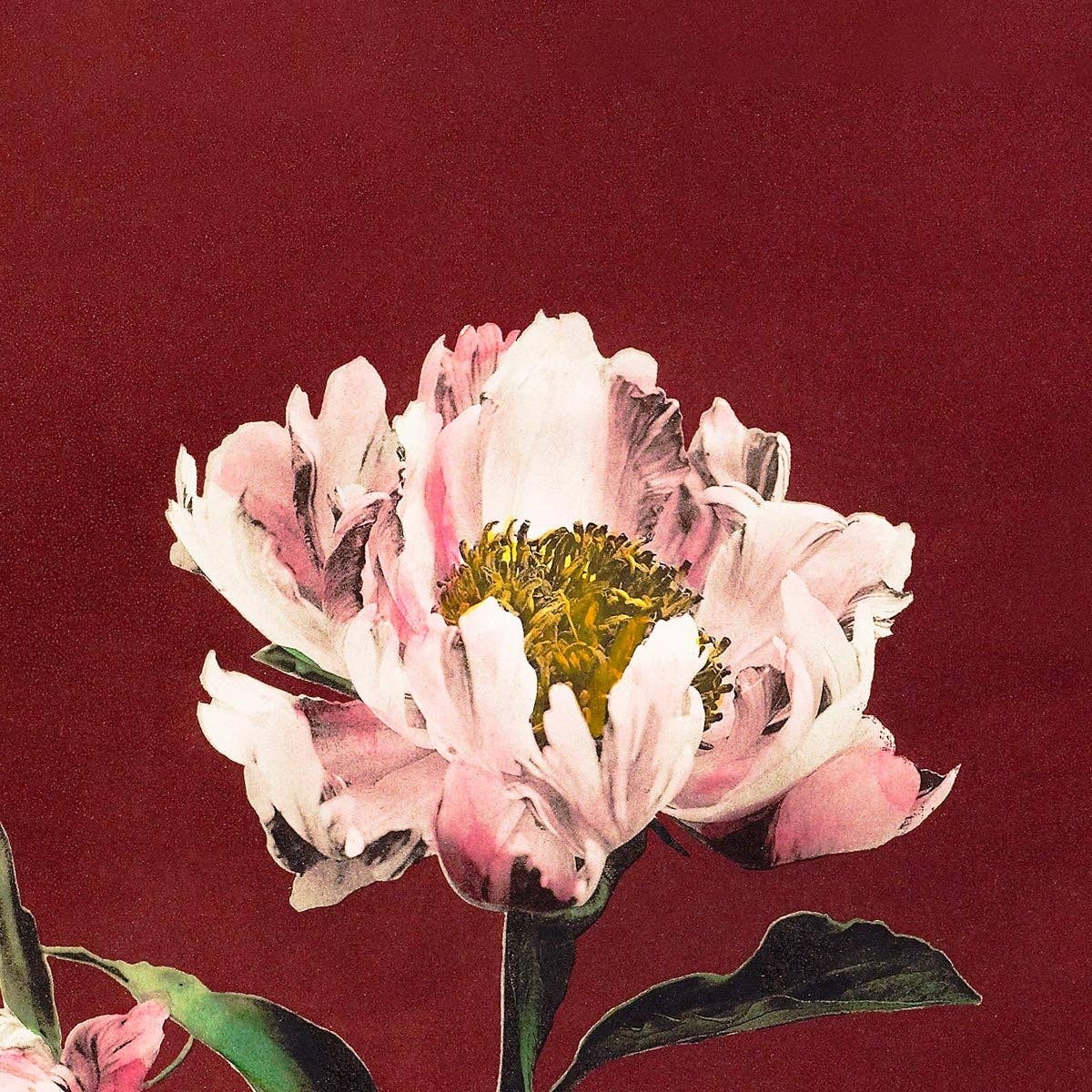 Hærdaceous Peony by Ogawa Kazumasa