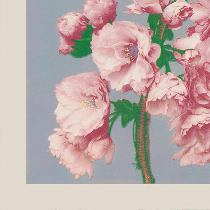 Flor de cerezo de Ogawa Kazumasa