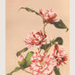 Striped Camellias by Ogawa Kazumasa