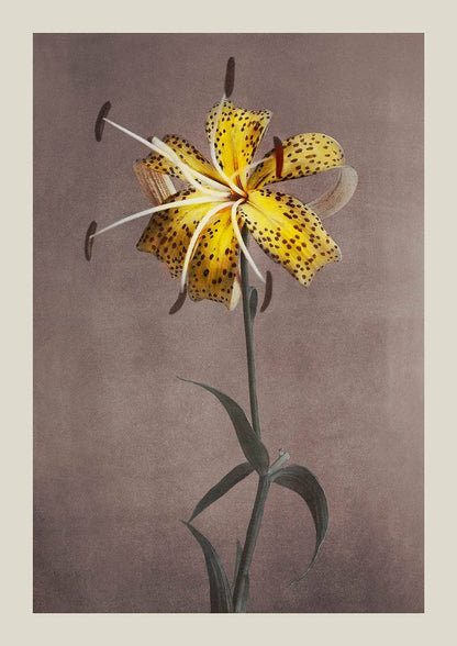 Lirio amarillo de Ogawa Kazumasa