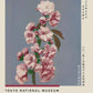 Cherry Blossom Exhibition Poster by Ogawa Kazumasa