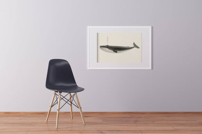 Póster clásico de ballena vintage