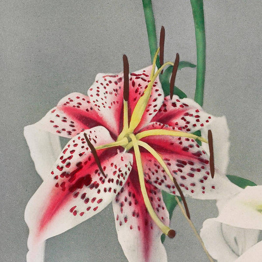 Lily by Ogawa Kazumasa