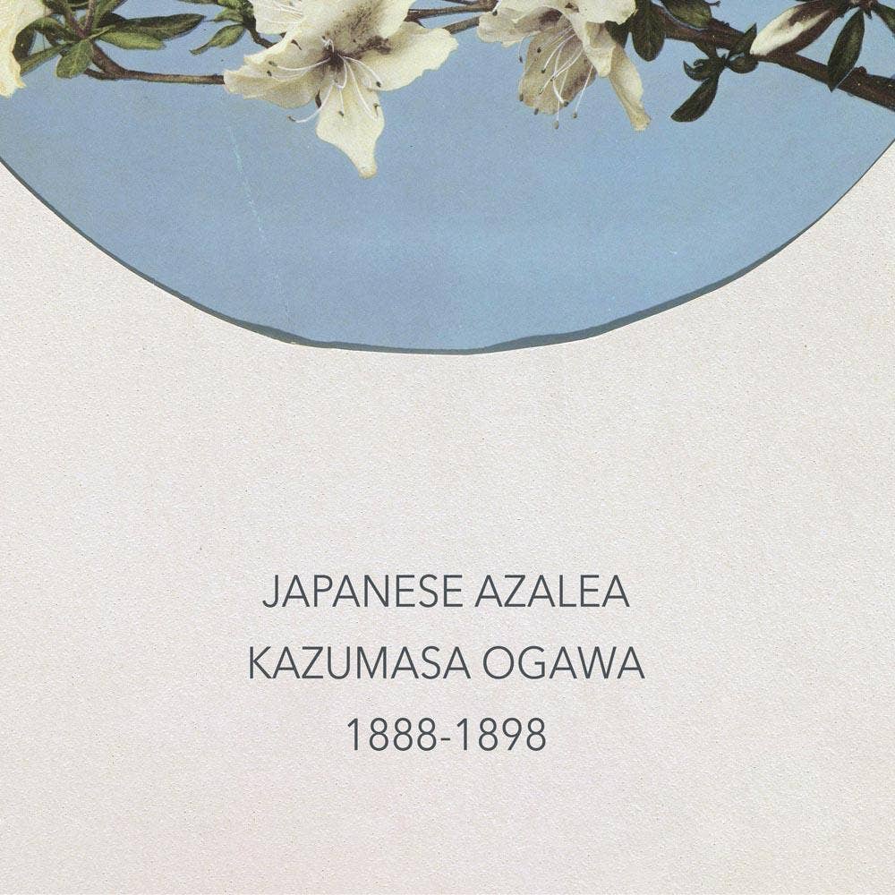 Japanese Azalea by Ogawa Kazumasa