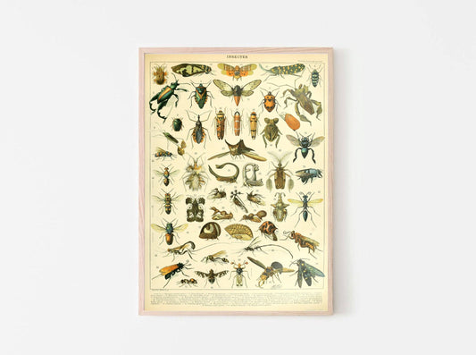 Entemology Chart - Insects B, by Adolphe Millot